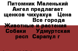 Питомник Маленький Ангел предлагает щенков чихуахуа › Цена ­ 10 000 - Все города Животные и растения » Собаки   . Удмуртская респ.,Сарапул г.